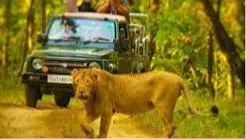 Gir National Park Jungle Safari